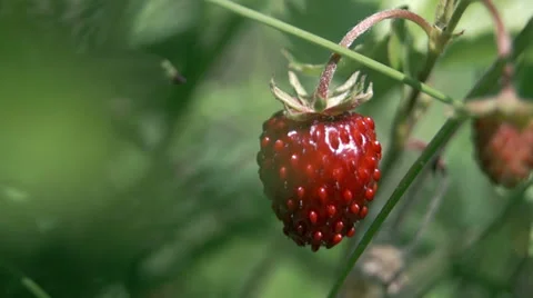 Wild berry strawberries Video stock 39306836