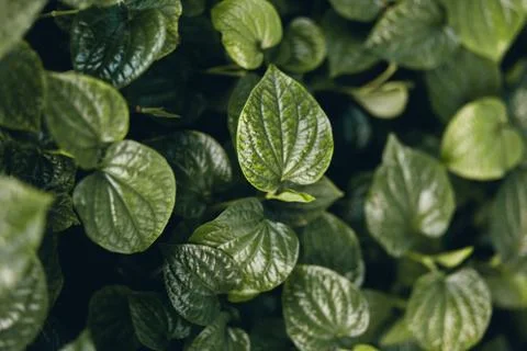 Wild Betel Leafbush Stock Photos