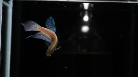 Wild betta fish betta smaragdina siamese fighting fish in aquarium Stock Footage 160951236
