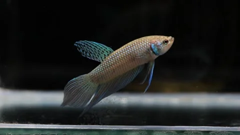 Wild betta fish betta smaragdina siamese fighting fish in aquarium Stock Footage 160951237
