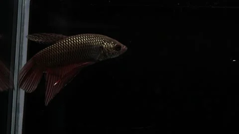Wild betta fish betta smaragdina siamese fighting fish in aquarium Stock Footage 160951242