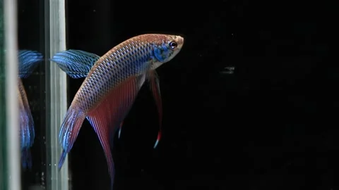 Wild betta fish betta smaragdina siamese fighting fish in aquarium Stock Footage 160951244