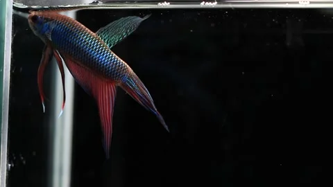 Wild betta fish betta smaragdina siamese fighting fish in aquarium Stock Footage 160951245
