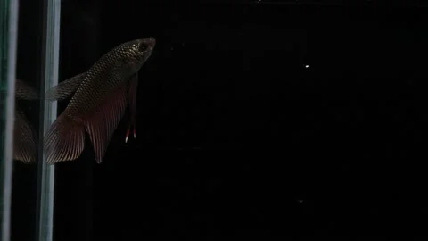 Wild betta fish betta smaragdina siamese fighting fish in aquarium Stock Footage 160951246