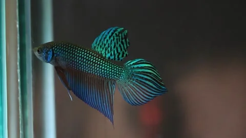 Wild betta fish betta smaragdina siamese fighting fish in aquarium Stock Footage 160951247