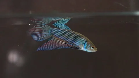 Wild betta fish betta smaragdina siamese fighting fish Stock Footage 160951248