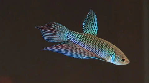 Wild betta fish betta smaragdina siamese fighting fish in aquarium Stock Footage 160951253