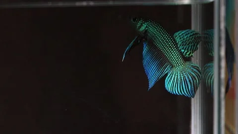 Wild betta fish betta smaragdina siamese fighting fish in aquarium Stock Footage 161065323