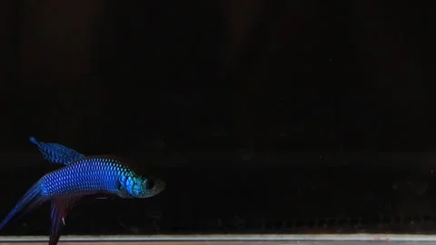 Wild betta fish betta smaragdina siamese fighting fish in aquarium Stock Footage 161065325