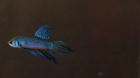 Wild betta fish betta smaragdina siamese fighting fish in aquarium Stock Footage 161065329