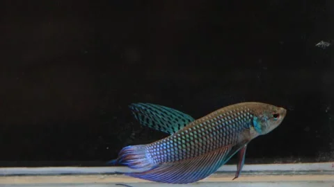 Wild betta fish betta smaragdina siamese fighting fish in aquarium Stock Footage 161065332