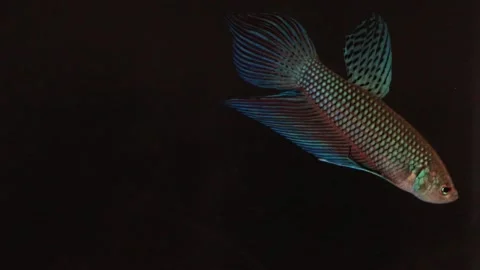 Wild betta fish betta smaragdina siamese fighting fish in aquarium Stock Footage 161065337