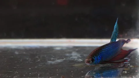 Wild betta fish betta smaragdina siamese fighting fish in aquarium Stock Footage 161065341