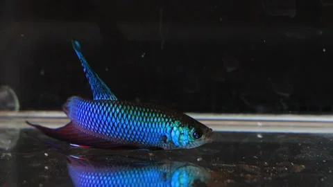 Wild betta fish betta smaragdina siamese fighting fish in aquarium Stock Footage 161065342