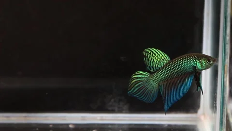Wild betta fish betta smaragdina siamese fighting fish in aquarium Stock Footage 161065351