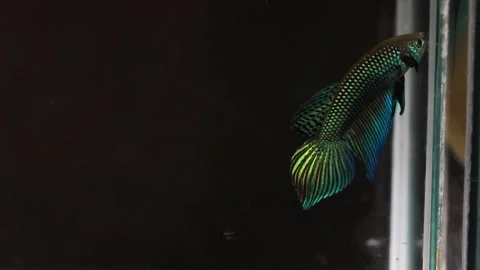 Wild betta fish betta smaragdina siamese fighting fish in aquarium Stock Footage 161065352