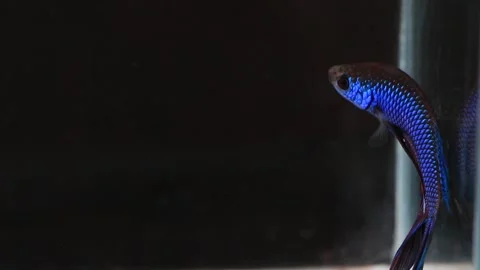 Wild betta fish betta smaragdina siamese fighting fish in aquarium Stock Footage 161065355
