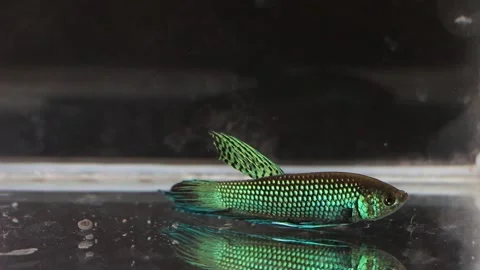 Wild betta fish betta smaragdina siamese fighting fish in aquarium Stock Footage 161065357