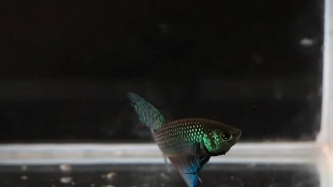 Wild betta fish betta smaragdina siamese fighting fish in aquarium Stock Footage 161065365