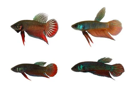 Wild betta fish 库存照片