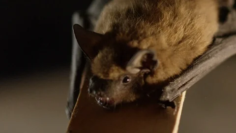 Wild big brown bat on black background Video stock 102061259