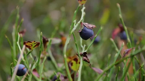 Wild bilberries growing on low plants in a forest in Hamina, Finland. Stock Footage 338259859