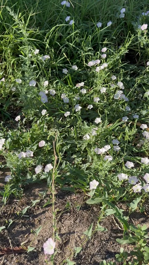 Wild bindweed flowers moving gently in summer breeze. Stock Footage 338120168