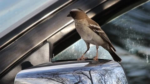 Wild bird attacks its own reflection Vídeos de archivo 142727352