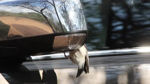 Wild bird attacks its own reflection Stock Footage 142727372