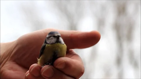 Wild bird blue tit in male hand Stock Footage
