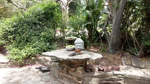 Wild bird, a Burchell's coucal grabs a snack off stone bird table Stock Footage 227482592