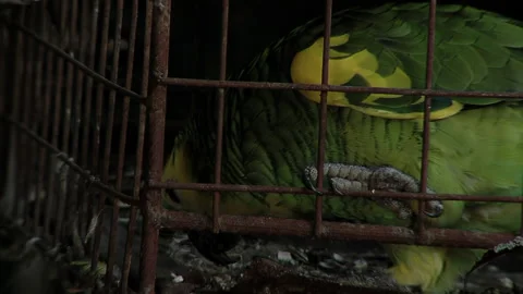 Wild Bird In Cage, Blue-Fronted Amazon Parrot in Cage. Close Up. 스톡 동영상 210662809