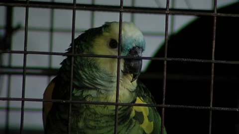 Wild Bird In Cage, Blue-Fronted Amazon Parrot in Cage. Close Up. 스톡 동영상 210663138