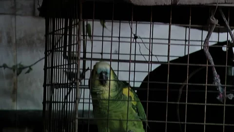 Wild Bird In Cage, Blue-Fronted Amazon Parrot in Cage and Domestic Cat on Top.   Stock Footage 210664040