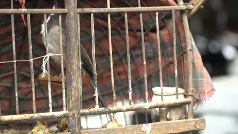Wild bird in a cage Stock Footage 72896909