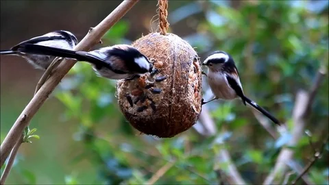 Wild bird on Coconut bird feeder Stock Footage 120645407