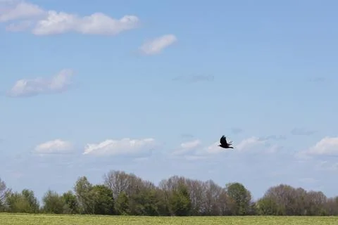 Wild bird crow on a background of blue sky Stock Photos