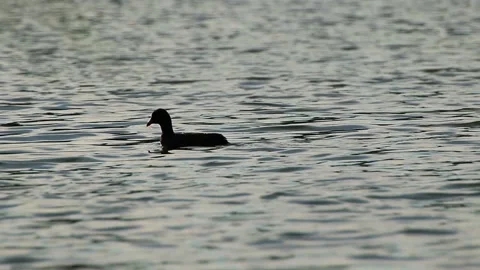 Wild bird on Danube river Stock Footage 170443688