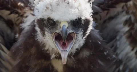 Wild bird  defends chicks in the nest from a predator Video stock 150402424