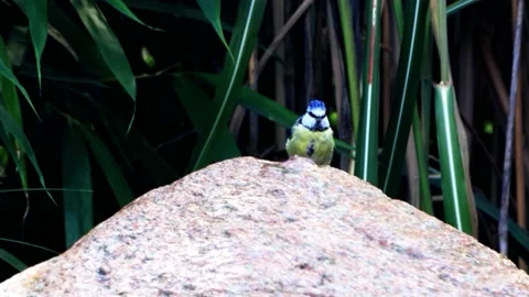 Wild bird drinks water from garden Fountain, zoom in Stock Footage 231033902