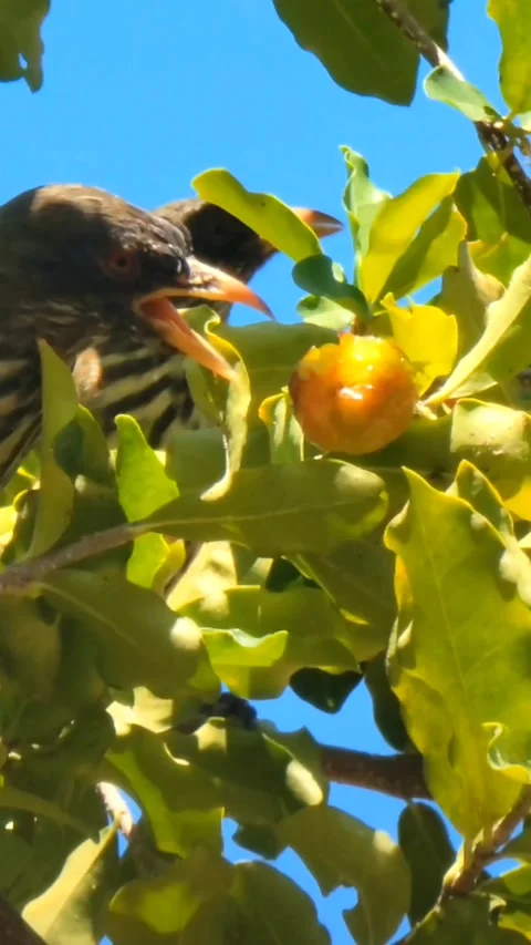 Wild Bird Eating Fruit on Tree Branch Outdoors Stock Footage 339302551