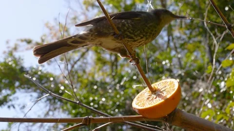 Wild bird eating oranges. Stock Footage 232903241