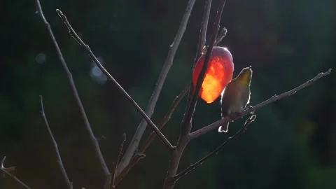 A wild bird eating a persimmon. Stock Footage 316728698