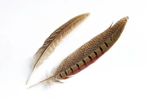 Wild bird feather Stock Photos