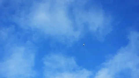 A wild bird flies high in the sky. Blue sky with clouds. Video stock 122076468