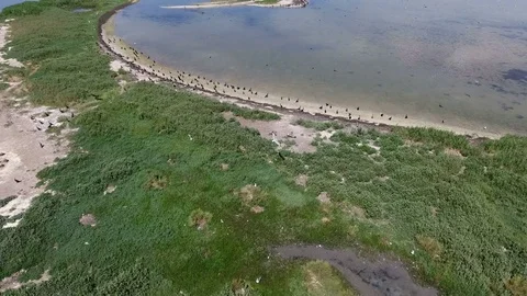Wild bird flying over lake at a lake. Drone footage Stock Footage