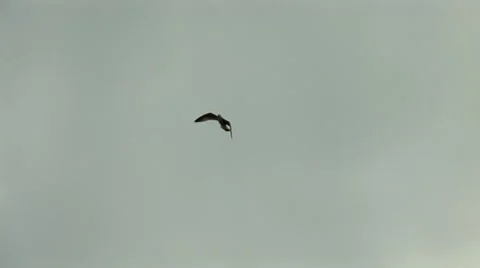 Wild bird Stock Footage 8849795