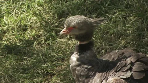 Wild Bird 스톡 동영상 19050828