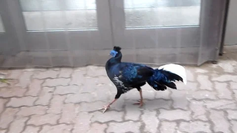 Wild Bird Stock Footage 90697124