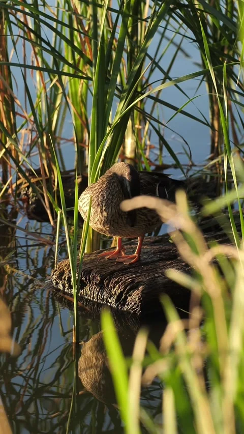 Wild bird in the grass on the river during sunset. Stock Footage 318642410